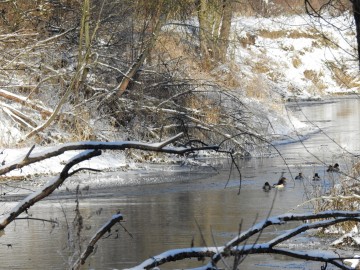 Tracze ozdobą sieradzkich rzek, K. Gara